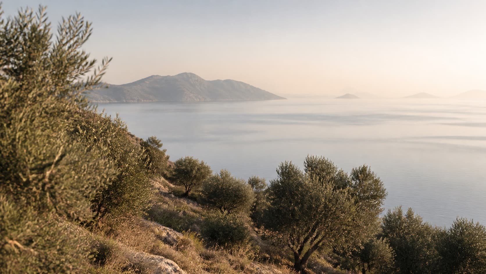 Olive trees on a quiet hillside above a calm sea at first light